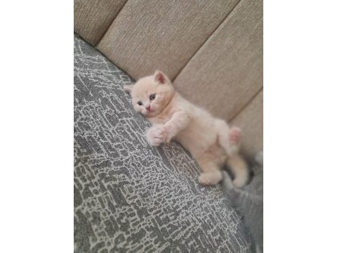Satılık cins kediler