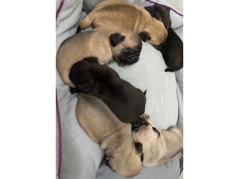 Pug mops yavrular krem siyah