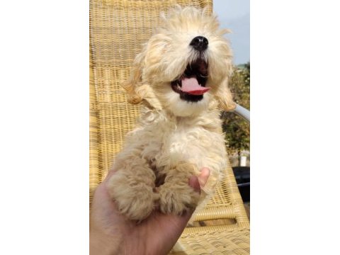 Şeker bebek maltipoo senin olsun!