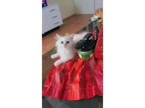 Pamuk prenses british longhair