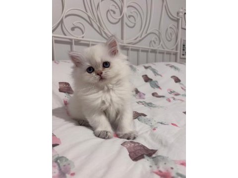 Safkan british longhair bebekler