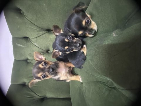 41 günlük dişi pinscher yavrular