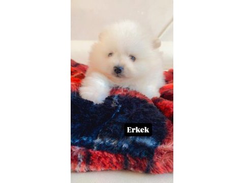 Erkek pomeranian boo