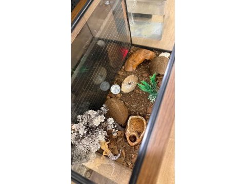 Leopard gecko