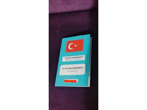 Scottish extra longhair uzun tüy mavi göz