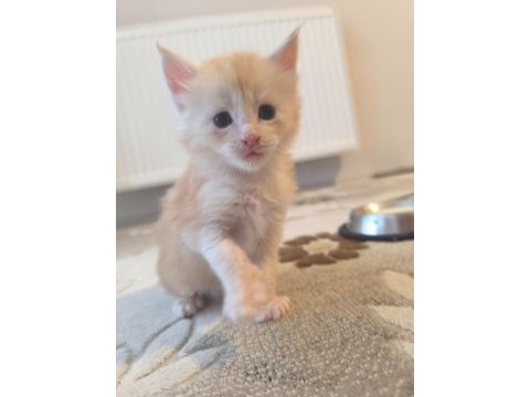 Xxl boy safkan maine coon yavrular