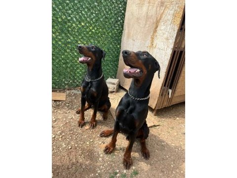 Erkek - dişi european doberman maybach-venüs