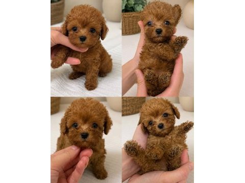 A kalite poodle