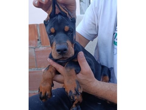 A şecere üst düzey doberman