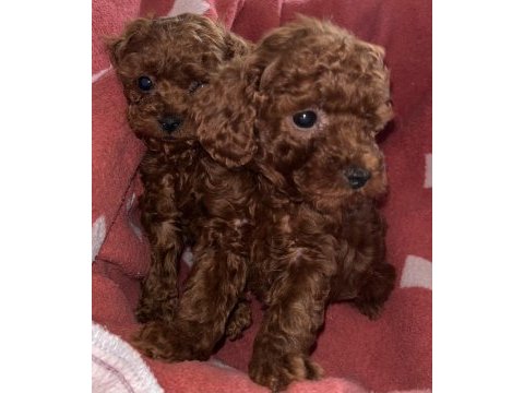 Oyuncak boy saf kore toy poodle bebeklerimiz