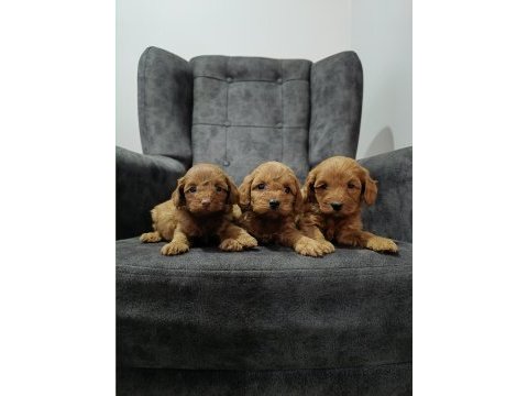 Maltipoo yavrularımız