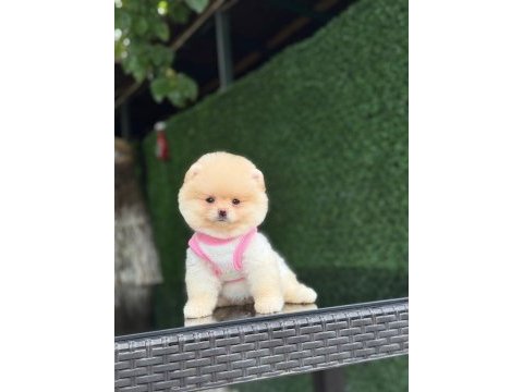 En tatlı pomeranian boo
