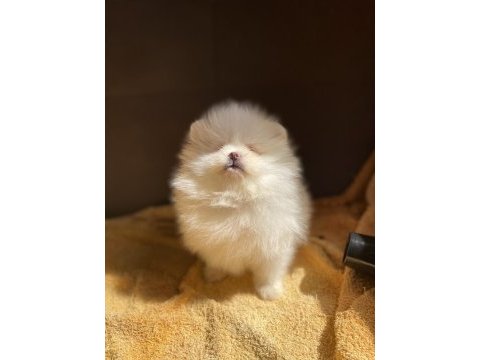 Irk ve sağlık garantili pomeranian