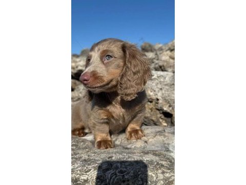 Isabella nadir bukunan dachshund bebekler garantili