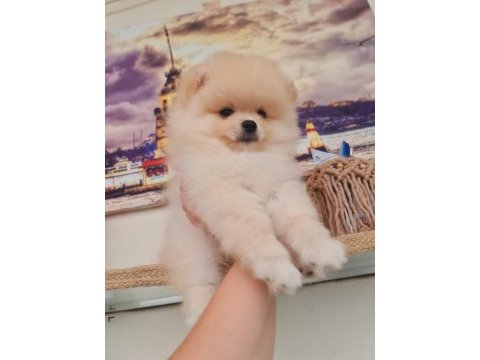 Pomeranian boo kaçırma uygun