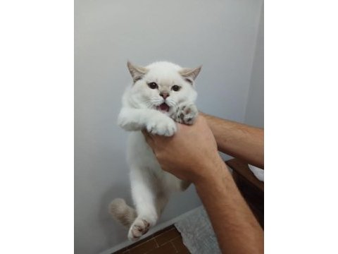 British shorthair 3 aylık