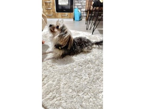 Yorkshire terrier