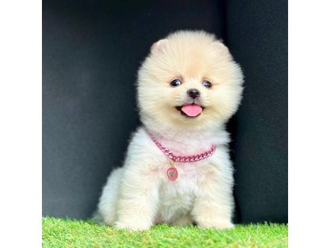 Sevimli pomeranian boo yavrularımız