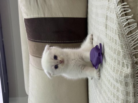 45 günlük scottish fold