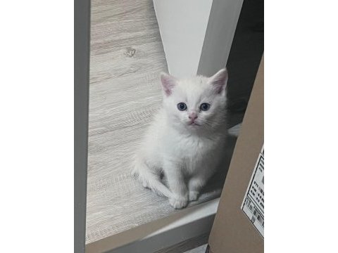 British shorthair yavrularıma yuva arıyorum