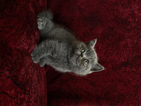 Cüce british shorthair dişi bebek