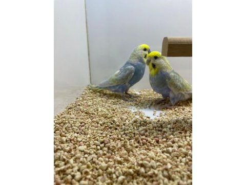 Yavru alınmış rainbow muhabbet kuşu çift