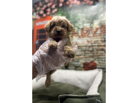 Maltipoo red erkek yavrumuz @petclubadanaa