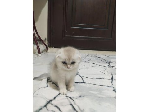 Sahibinden scottish fold