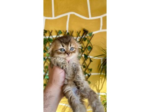 Scottish fold kaçmaz fırsat