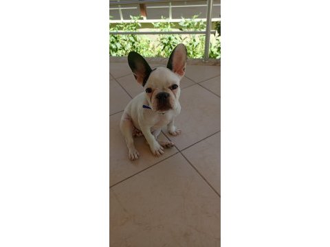 7 aylık french bulldog