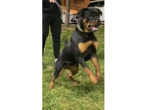1.5 yaşındaki kızıma erkek eş arıyorum rottweiler