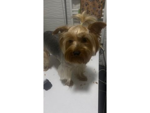 1.5 yaşında yorkshire terrier bakımlı dişi