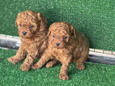 Kore kan toy poodle yavruları