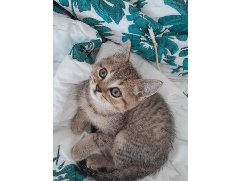 British shorthair 2 aylık erkek yavru