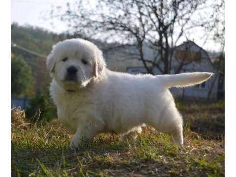Golden retriever yavrular canlı görerek alabilirsiniz