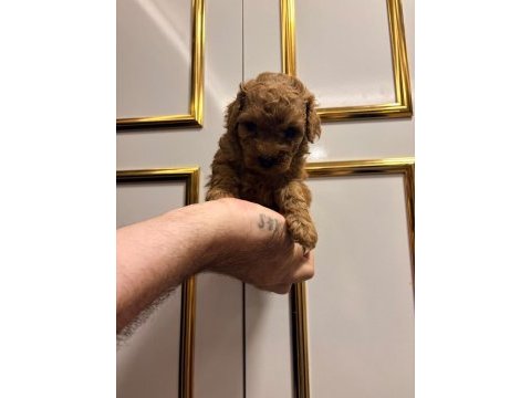 Üst kalite sağlık ırk garantili poodle yavrular