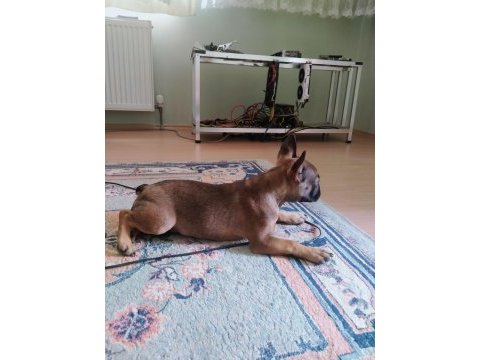 3 aylık akıllı orijinal french bulldog ankara
