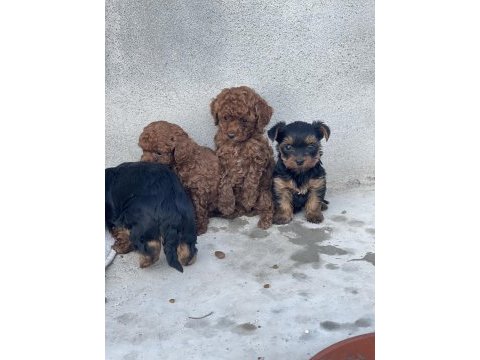 Red brown toy poodle