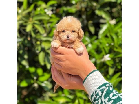 Teacup maltipoo 2.5 aylık dişi yavrumuz