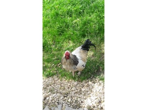 Orjinal brahma horozu 2 yaşında beyaz