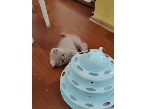 Tatlı oyuncu british shorthair
