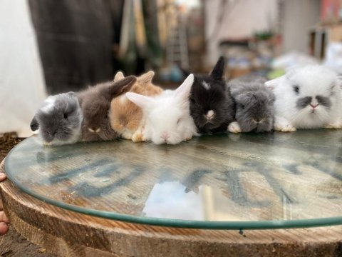 Safkan hollanda cüce ve mini tavşan yavrular
