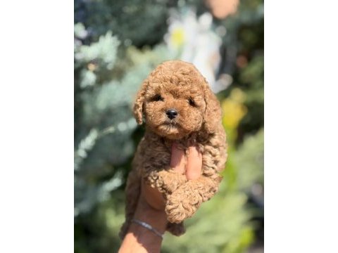 Toy poodle saf