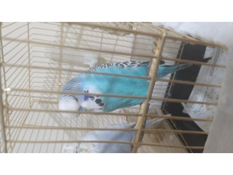 Jumbo ve ingiliz muhabbet kuşu