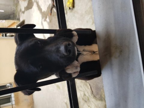 Labrador melezi hera yuva arıyor