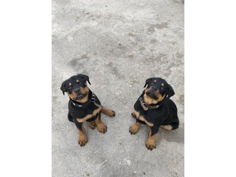 Üst kalite dev rottweiler yavrular
