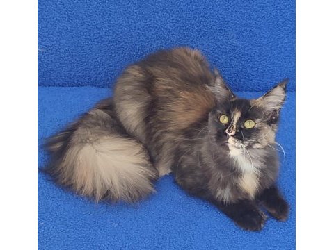 Maincoon dişi kedimiz teslime hazırdır 