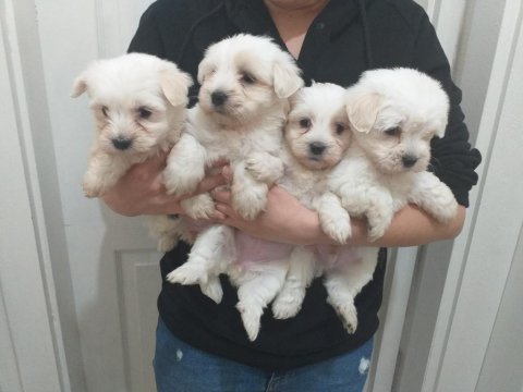Maltese terrier bebekler