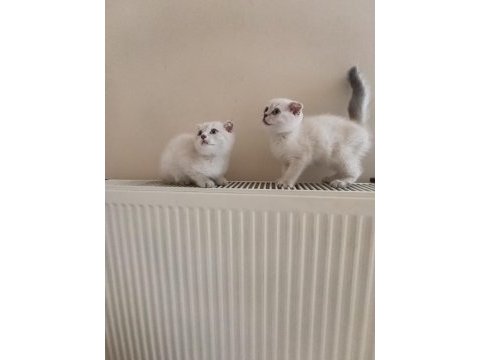 Dişi ve erkek ayıcık surat bebek kediler