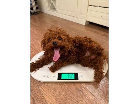 Yetişkin dark red kore poodle erkek kuyruksuz